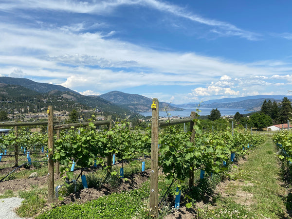 view of breathtaking lake, mountains and massive vineyards in Kelowna, British Columbia, Traveling for Design Inspiration by Rocabu Designs