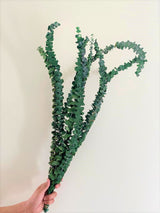 Holly Eucalyptus, Bundle
