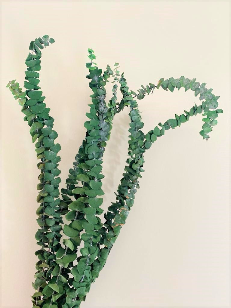 Holly Eucalyptus, Bundle