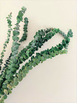 Holly Eucalyptus, Bundle