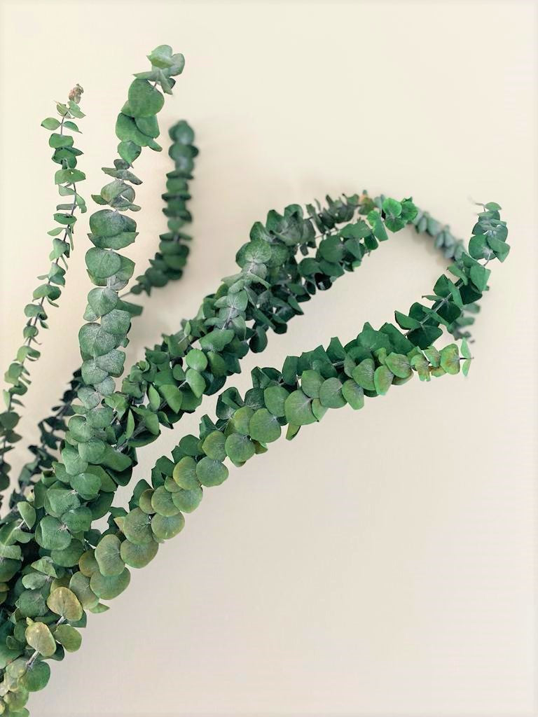Holly Eucalyptus, Bundle