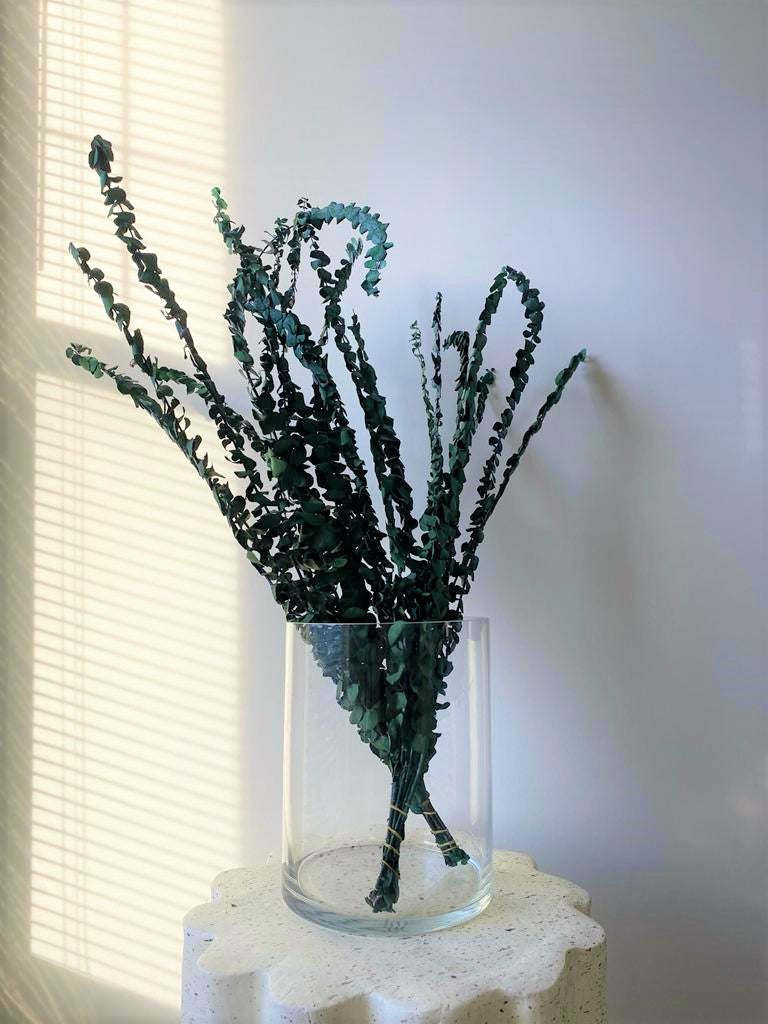 Holly Eucalyptus, Bundle